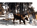 Goshen, in Egypt. Oxen threshing corn at the Wadi Tumilat, one of the most fertile parts of Egypt.